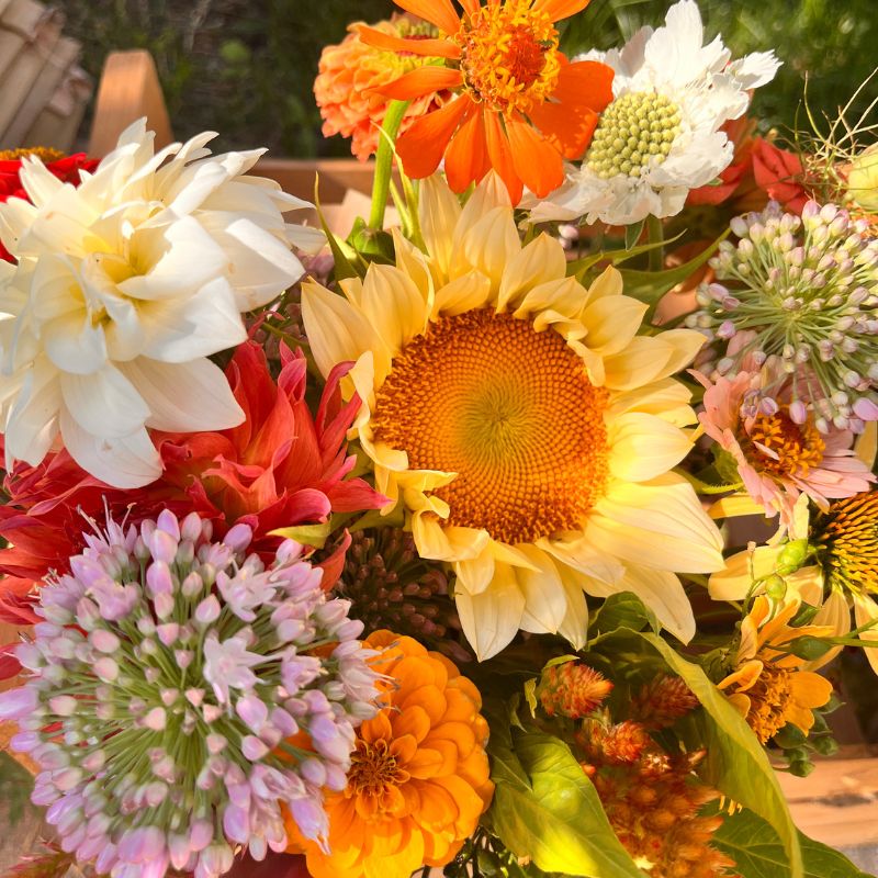 Close-up of white, yellow and light purple flowers
